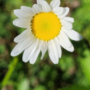 Profile picture of Danah