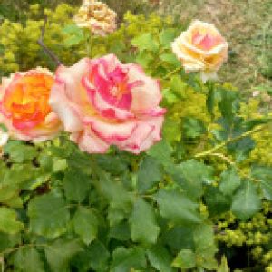 Profile picture of Gillian F