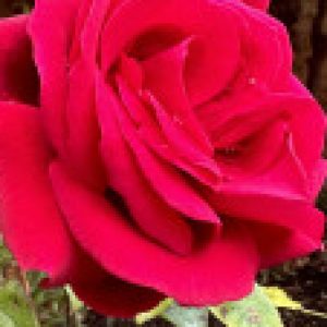 Profile picture of Grace