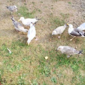 Profile picture of Samantha