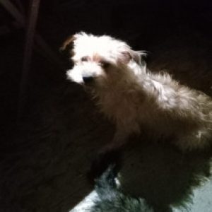 Profile picture of Amandolin